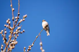疹子、雀斑、乏力、疲惫...都是湿气惹的祸！春季就怕湿缠身图片