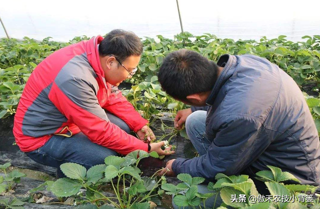 作物药物灌根防治病害效果差？学会这10个用药技巧效果能翻倍