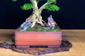 雀舌黄杨盆景，皱皮的树干图片