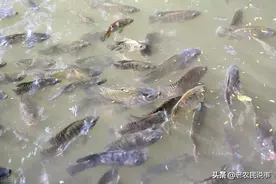 吃粪便就能长大，农村水沟常见，曾被当成垃圾鱼，现在却能卖高价图片