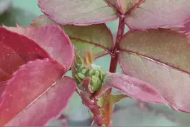 蚜虫，令人恨得牙痒痒的害虫。但用我的方法，保证药到虫除图片
