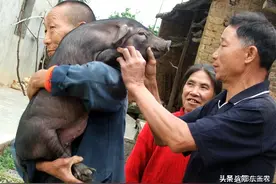 辽宁昌图农村一养猪户卖小猪，4头100元太便宜了，听卖猪人咋说？图片