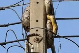 蛇爬上电线杆追鸟，蜷缩在电杆上，五天了还没下来，原因难以置信图片