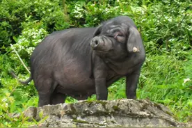 为什么国外的猪肉比国内的“香”？图片