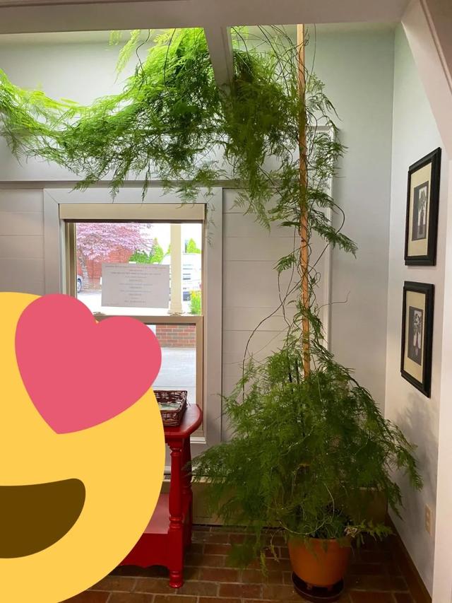 盆栽文竹养室内不断黄叶,剪掉后不久就复发,要怎么彻底解决?