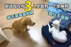 如果人能和狗狗谈恋爱，我一定选择这种狗狗图片