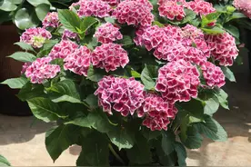 绣球花“精灵”—阳台盆栽新宠，打理简单，绚丽多彩，花期超三季图片