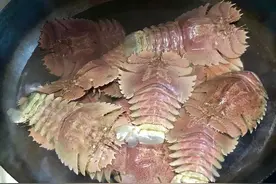 宁波东海的巨型爬爬虾，外表凶猛却肉质细嫩，清水煮煮又嫩又甜图片