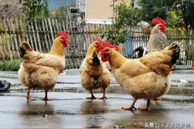 鸡吃什么下蛋多图片