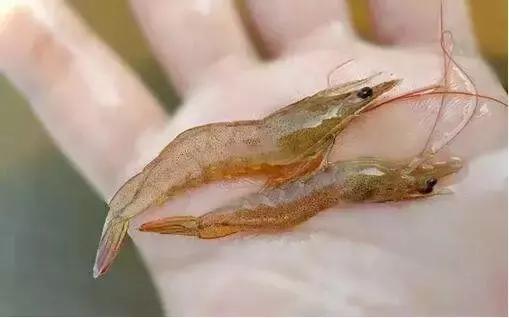 解决肠炎、偷死、白便问题！重点在这