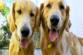 当主人遇到险境时，狗会救援他们吗？图片