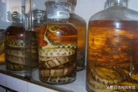 活体蛇泡酒有多可怕？泡了半年之后，从蛇肚子撸出一只死老鼠图片