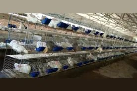 井陉服装厂老板转型当起“兔司令”图片