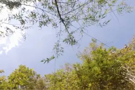 你是如何看待平庸的？图片