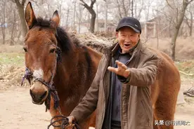 农村大爷家养800斤大宠物20年，只吃草能干活，5万不卖图片