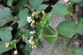 南方随处可见的火炭母，为抗战新冠疫情提供了一份助力图片