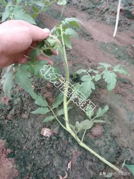 苗期根弱茎细花小 海藻酸+氨基酸绝配