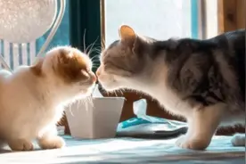 禁情粉对猫有危害吗_禁情粉对猫有副作用吗图片