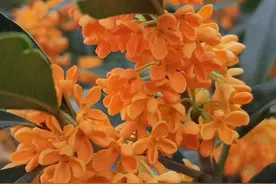 阳台养的桂花长出了新芽，发现新芽有很多黑点点是怎么回事？图片