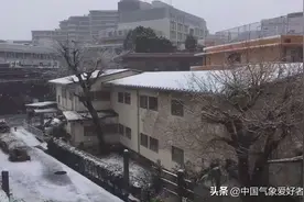10年来最晚！罕见“樱花雪”突袭日本东京，是否为地震前兆？图片