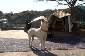 流浪狗领着4只小狗霸占狗窝，主人不愿爱犬背锅，亲子鉴定证清白图片