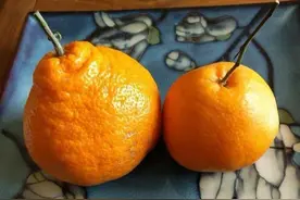 丑橘和耙耙柑是转基因橘子？它俩有啥不同？今天带你一次了解清楚图片