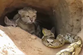 老太含泪扔下猫进城，猫妈带着小猫，在洞里挨饿，恶蟒蛇还来祸害图片