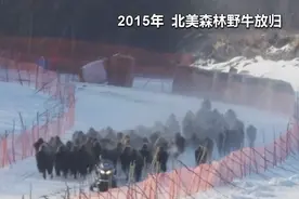 体重可达1000公斤！1941年被宣布灭绝的北美森林野牛，已超2000头图片