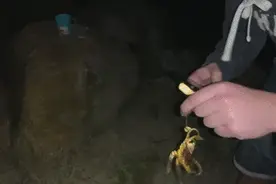 把“剧毒”蓝环章鱼当玩具？总有人在作死的路上越走越远！图片
