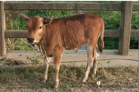 牛要拴住鼻子，而马和驴为何不用？老祖宗真聪明图片