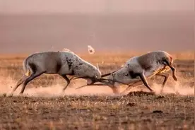 动物间的性选择，是进化出奇特复杂的生殖器官和绚丽外形的源动力图片