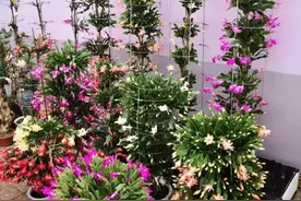 嫁接9层蟹爪兰，“技巧”掌握好，后期叶片不瘦，花苞多的压弯枝图片