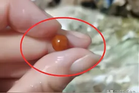 女子吃出珍贵海螺珠，卖海螺老板讨要，贪婪的人是否更短视？图片