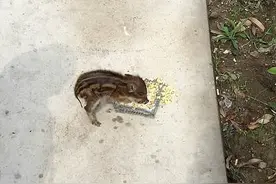 出于好奇，捡了一只小野猪回家养，从此一发不可收拾图片