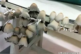 高校开学，宿舍发霉长蘑菇只是小把戏，大学生更介意的是这件事图片