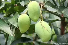 南方马路边上栽种的“绿化芒”，现在正成熟，能吃吗？答案来了图片