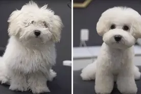 前后对比照，宠物美容师的神作，真是天翻地覆的变化图片