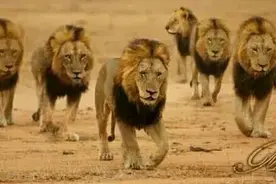 史无前例——坏男孩雄狮联盟的传奇故事图片