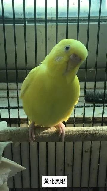 黄绿鱼鳞鹦鹉