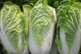 拉尼娜制造冷冬？菜农如何应对大白菜突发冻害？6项措施请收藏图片