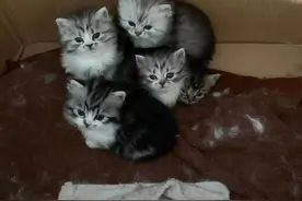 养猫新手最大的挑战：猫瘟+软便图片