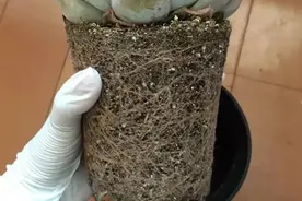 给花草植物换盆换土，经验丰富的老花匠都这么干图片