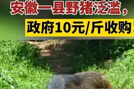 野猪的好日子快到头了？安徽一县猎杀开启，10元一斤回收图片