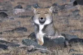 狐狸界行走的表情包：藏狐，靠颜值低走红，一张脸写满了嘲讽鄙视图片