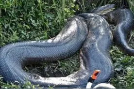 射阳县巨蟒事件：老伯惊愕发现芦苇滩中藏三十米长巨蟒，像在渡劫图片