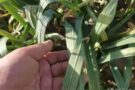 5月份是大蒜锈病的高发期，老蒜农分享防治大蒜锈病的3条小技巧图片