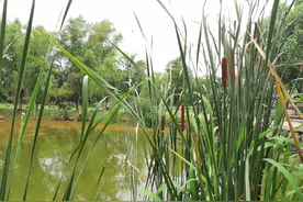 中医称它“水蜡烛”，夏至变身妇科常用中药，初春成为地道美食图片