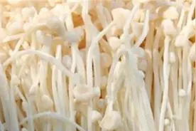如何发金针菇图片