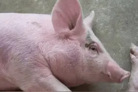 猪高热病用什么药效果好？猪高热病用什么药最快？学会了很有用图片