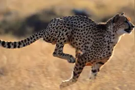 3D"豹子"潜伏已久，何时出现？图片